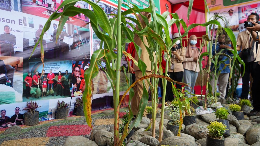 tanaman-sorgum-1024x576