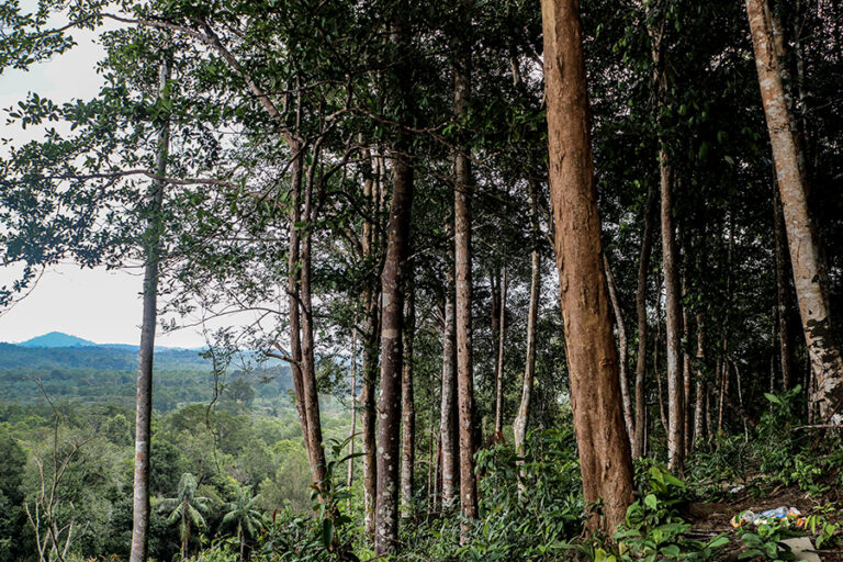 66dfc0ea4250d_Kawasan-Hutan-Nyatoh-di-Desa-Air-Bulin.-Foto-Shellia-Gladia-